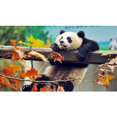 Avatar of Deloison Bryan