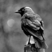 Avatar of Jaakko Naakka