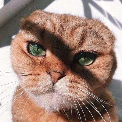 Avatar of Vitalii Onatskyi